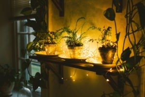 plants with fairy lights