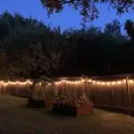 G40 White Satin Pearl String Lights Set with Black Wire photo review