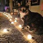 G40 White Satin Pearl String Lights Set with Black Wire photo review