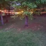 G40 Clear String Lights Set with Black Wire photo review