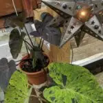12" Tin Star Light - Star Cut with Marbles photo review